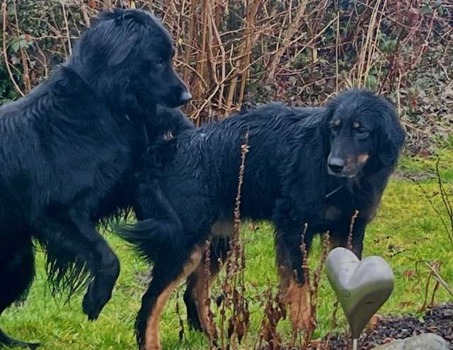 Wir erwarten den X-Wurf Mitte April 2026