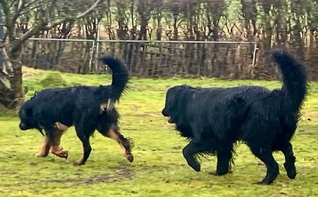 Wir erwarten den X-Wurf Mitte April 2026