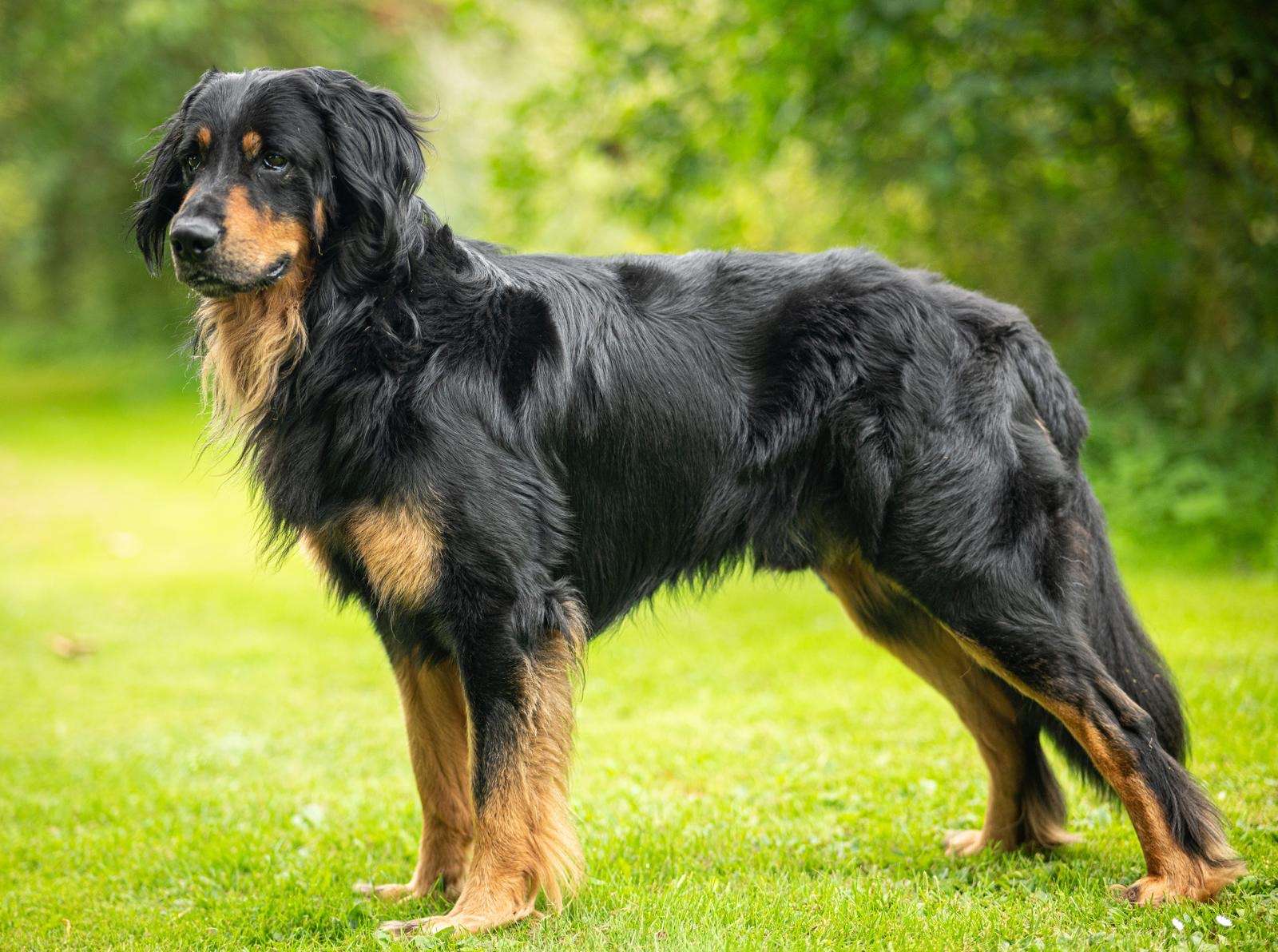 Tur Tur von den Nornen