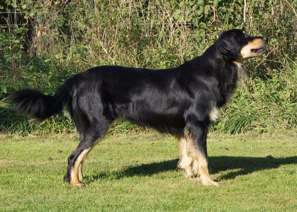 Gundel von den Nornen