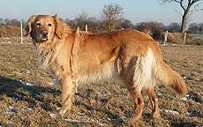 Berta von den Nornen