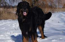 Arthos vom Fleischereck