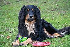 Elwood von Hove-Trønnes