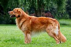 Bjarni vom Vierseitenhof