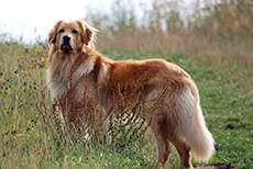 Booker Bleik vom Silberdistelwald