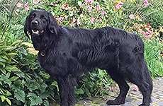 Bennet aus dem Emscherland