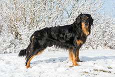 Frodo vom Brockengarten