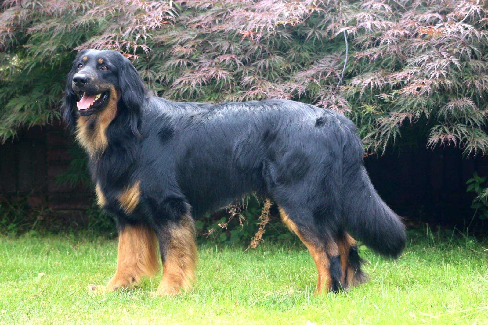 Benaro vom Tetraeder