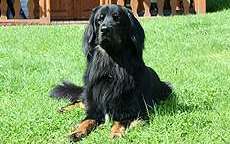 Arax von den Heubachwiesen