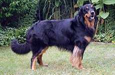 Phönix von Ginas vier Linden