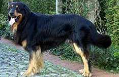 Unkas von Jesses Meute