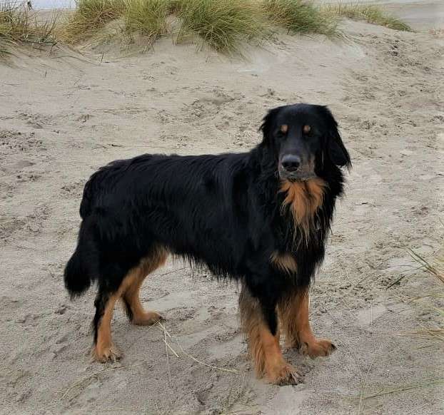 Ivan-Basko von der Zauberfee