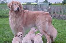 Andor vom Falkenhagener See