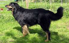 Faro vom hölscher Holz